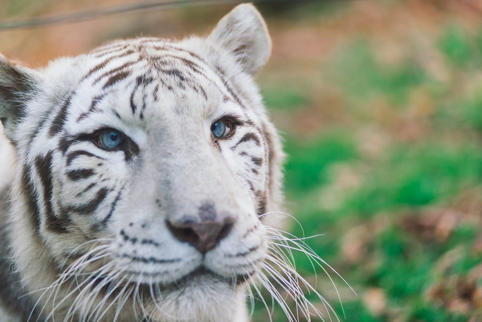 Close-up of a white tiger's face with striking blue eyes.
