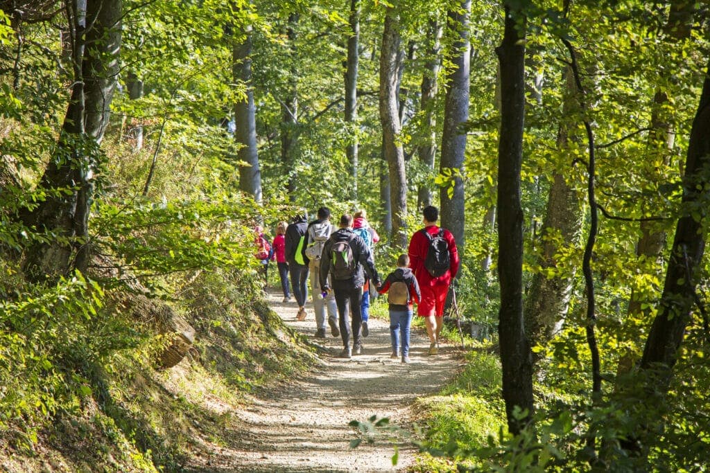 A group of people walking along a winding trail through a lush, green forest.