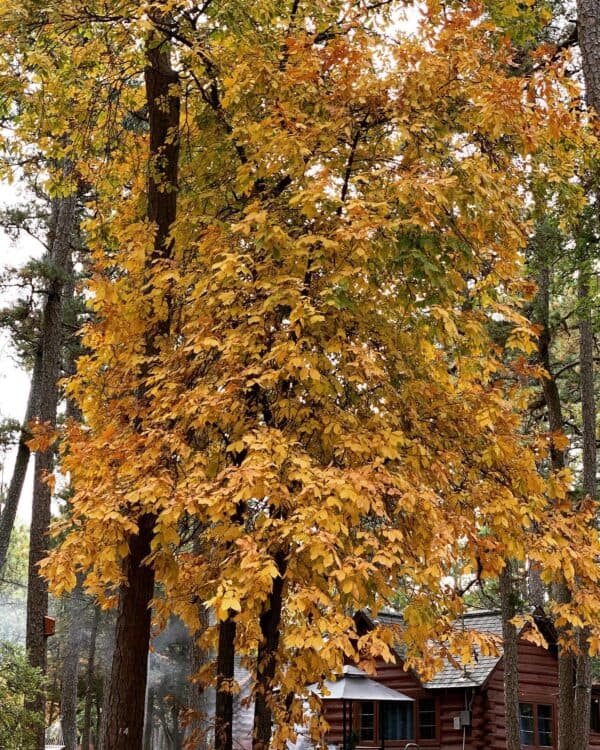 Vibrant orange and yellow leaves on a tree in front of a rustic cabin.