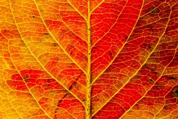 Close-up of a vibrant red and orange leaf showing detailed veins.