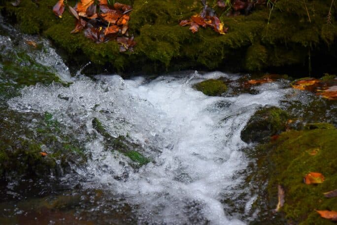 A small stream cascades over moss-covered rocks, with autumn leaves scattered nearby.