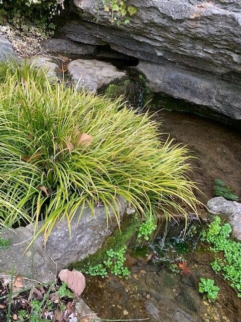 A patch of green grass and small plants grows near a shallow, clear water stream flowing between rock formations.