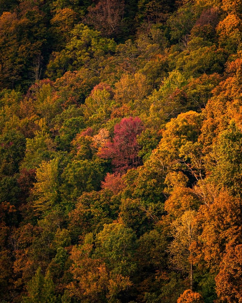 A vibrant forest displaying autumn foliage in shades of orange, red, and green.