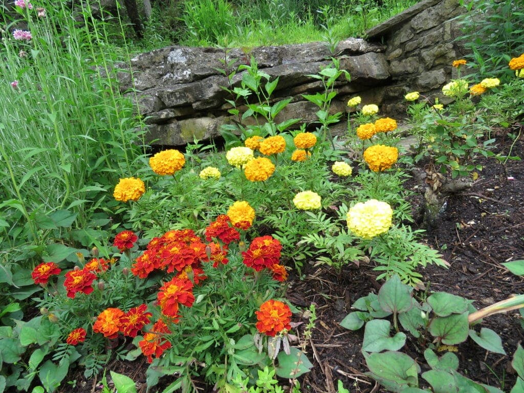 A vibrant arrangement of red, orange, and yellow marigolds blooming beside a stone wall.