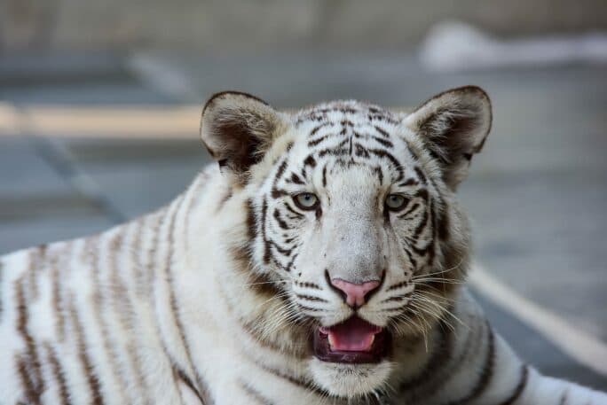 A close-up of a white tiger with striking blue eyes.