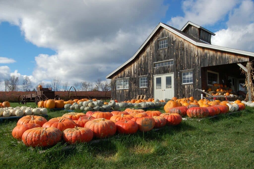 A rustic barn surrounded by a variety of pumpkins on a grassy field under a cloudy sky. A rustic barn surrounded by a variety of pumpkins on a grassy field under a cloudy sky.