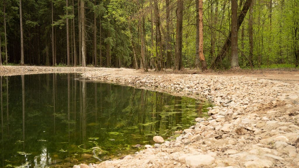 A tranquil forest pond surrounded by greenery and rocky shoreline.