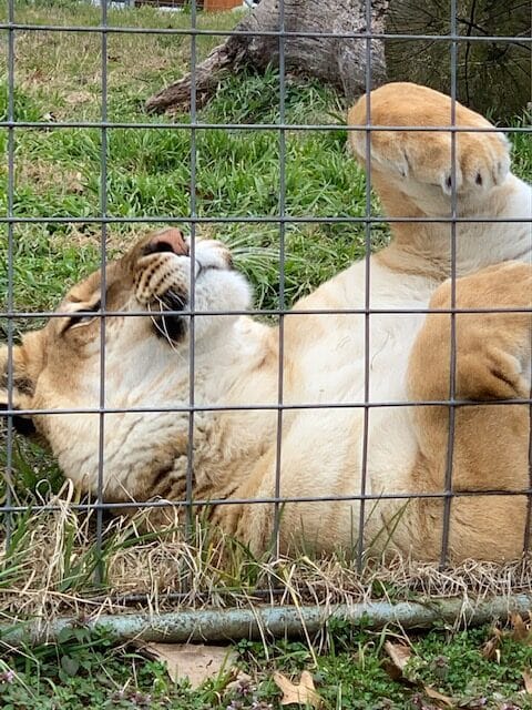 Liger laying her back