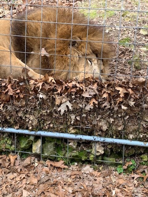 Lion napping