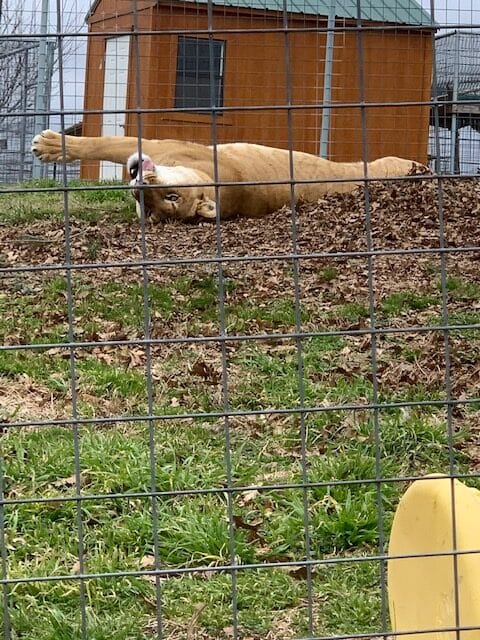 Big cat enjoying playing in the yard