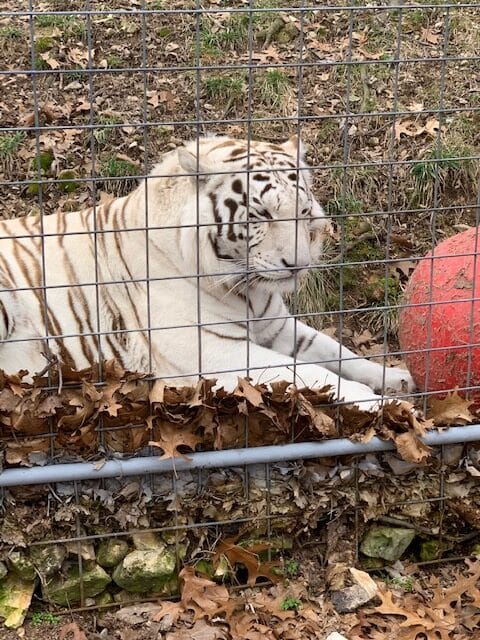 White tiger relaxing