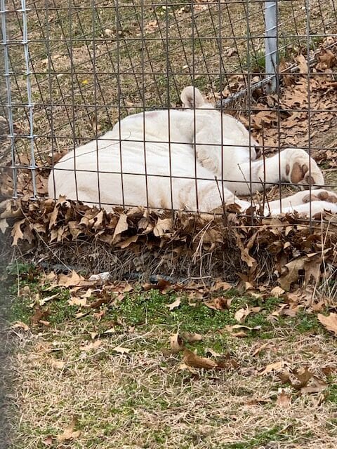 White Tiger napping