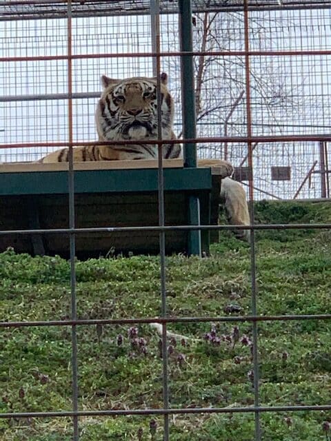 Tiger looking out over the grounds