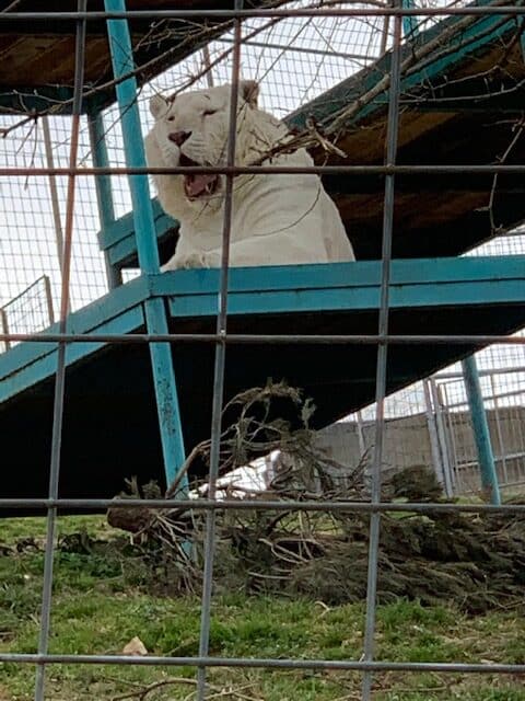 White Tiger watching visitors