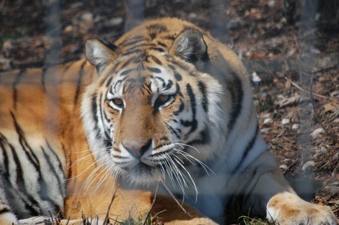 tiger relaxing on the ground