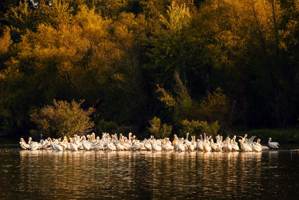 White Pelicans on the shoreline of Truman Lake located on the Lake of the Ozarks area of Missouri. The are cleaning their feathers at Sunset.