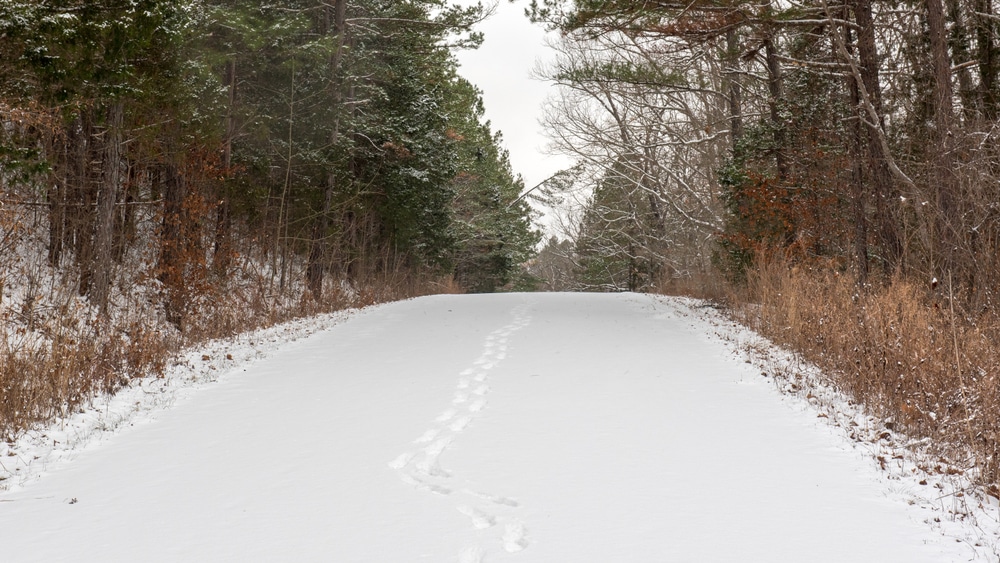 Road with snow on it and pine trees on either side of the road, footprints in the snow